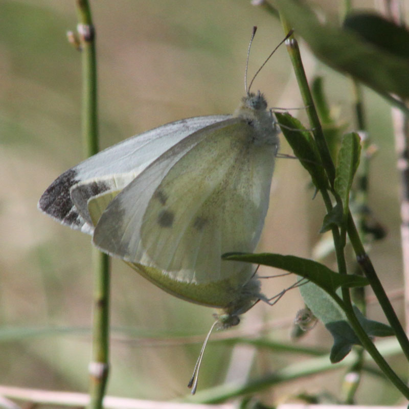 identificazione pieridi ( Pieris rapae)